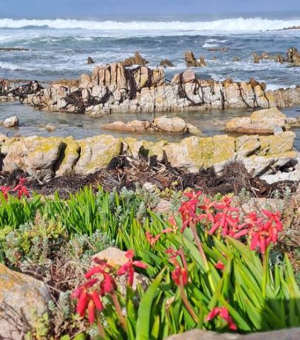 Lachenalia bulbifera red flowers, not lighthouses 